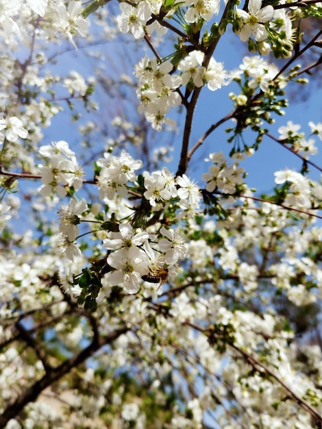 melo in fiore contro il cielo