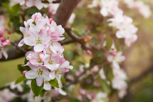 Melo in fiore in primavera Bellissimo sfondo naturale Messa a fuoco selettiva