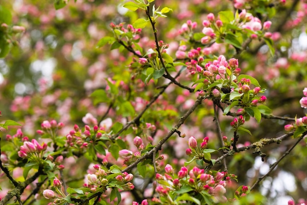 Melo in fiore in primavera dopo la pioggia