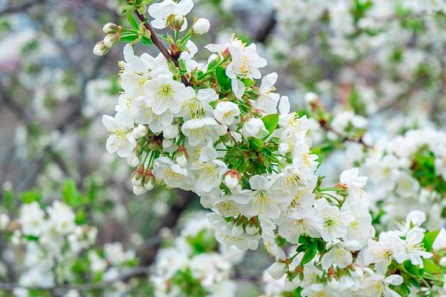 Melo in fiore in primavera