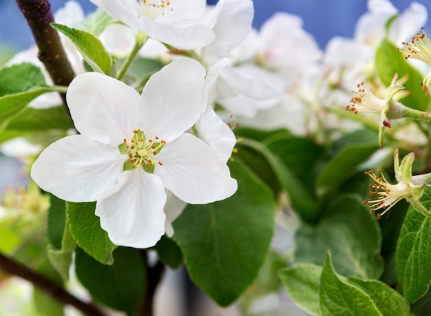 Melo in fiore in primavera