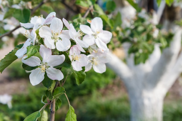 Melo in fiore in un frutteto primaverile con lo sfondo naturale sfocato.