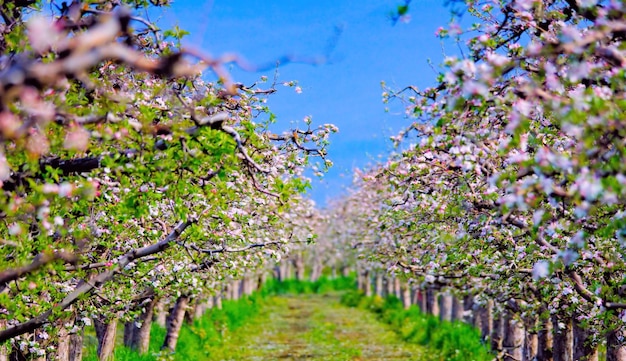 Melo in fiore nel frutteto in primavera contro la giornata di sole nella natura all'aperto