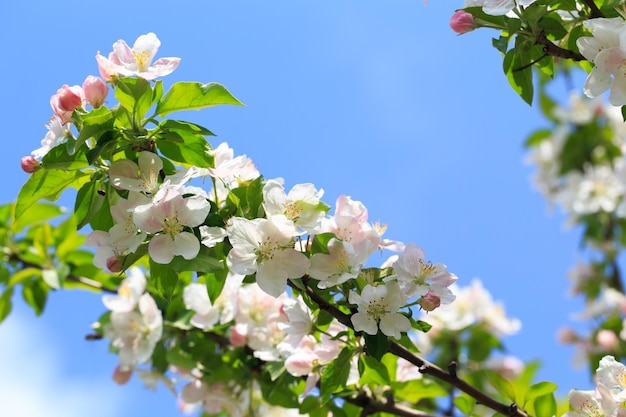 Melo in fiore nel giardino primaverile Tessitura naturale della fioritura Primo piano di fiori bianchi su un albero Contro il cielo blu