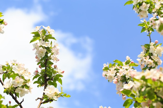 Melo in fiore nel giardino primaverile Tessitura naturale della fioritura Primo piano di fiori bianchi su un albero Contro il cielo blu