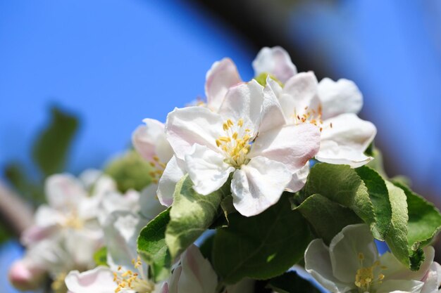 Melo in fiore nel giardino primaverile Tessitura naturale della fioritura Primo piano di fiori bianchi su un albero Contro il cielo blu