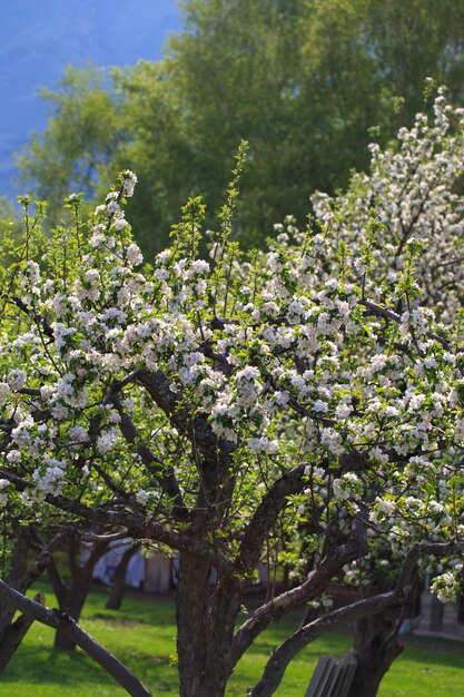 Melo in fiore nel giardino primaverile Tessitura naturale della fioritura Primo piano di fiori bianchi su un albero Contro il cielo blu