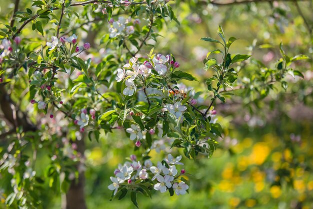 Melo in fiore. Primavera, primo piano.