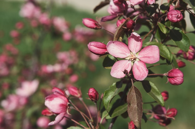 Melo in fiore, ramo con fiori rosa e foglie verdi in primo piano, sfondo naturale primaverile, spazio copia