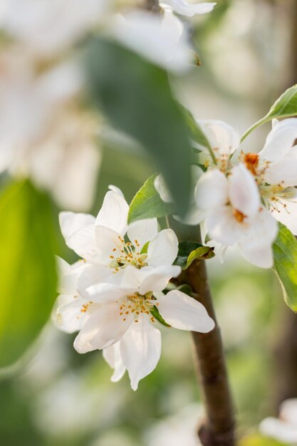 Melo in fiore su uno sfondo naturale sfocato Messa a fuoco selettiva Fiori delicati e foglie giovani fresche