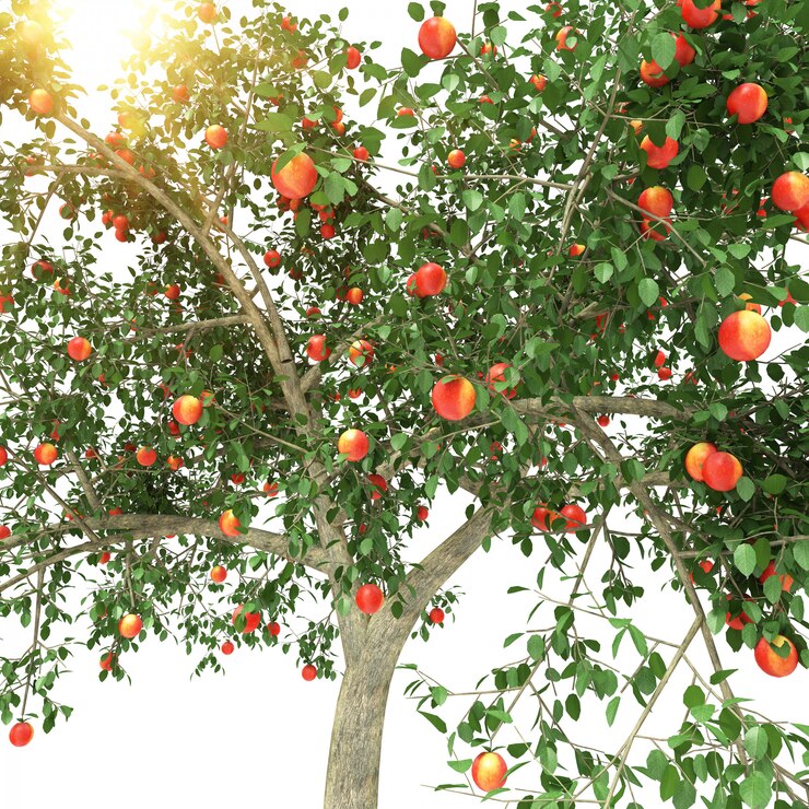 Foto melo pieno di frutti