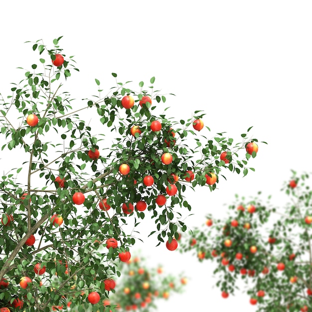 Melo pieno di frutti