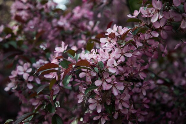 Melo rosa in fiore nel primo piano del giardino