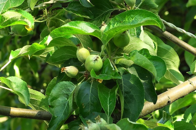 melo verde con piccole mele acerbe e foglie verdi sui rami