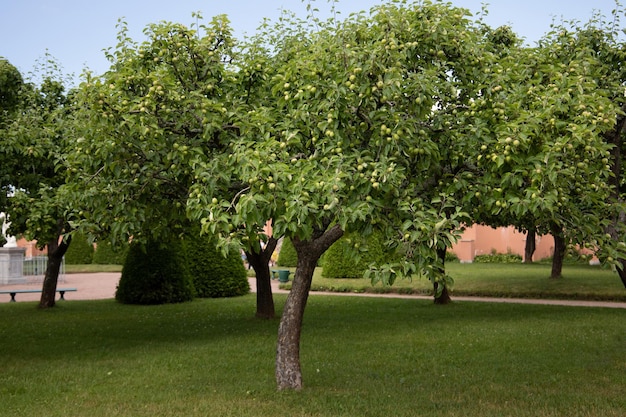 Melo verde nel bellissimo giardino estivo