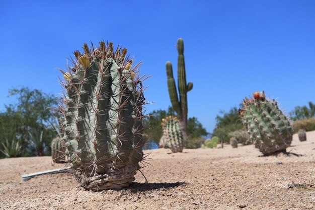 Melocactus azureus in fiore