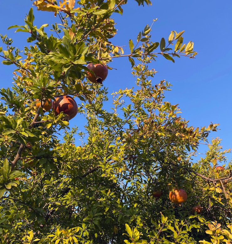 Foto melograno. foto di un albero con frutti di melograno, cielo blu.