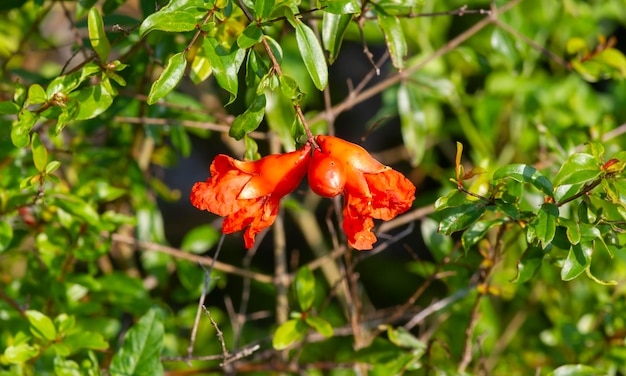 Melograno Malum granatum fiori sul suo ramo di albero