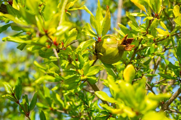 Melograno maturo su un albero