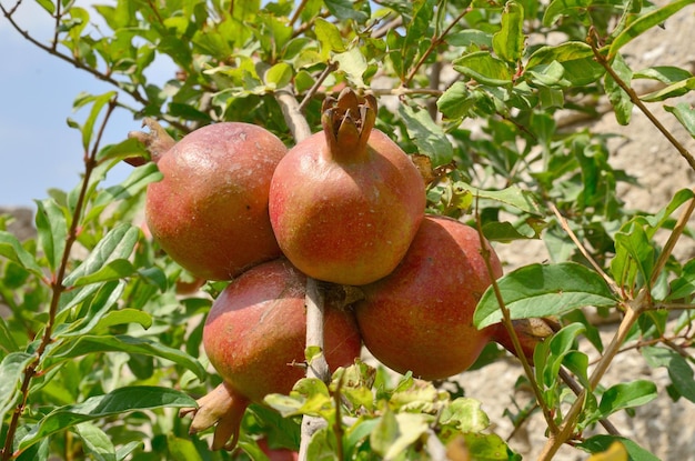 Melograno naturale maturo su un albero in un orto