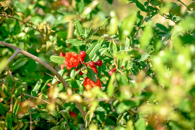 Melograno rosso che cresce su un albero