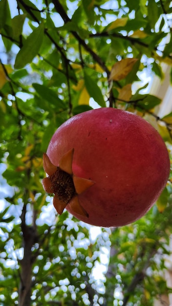 melograno rosso maturo sull'albero