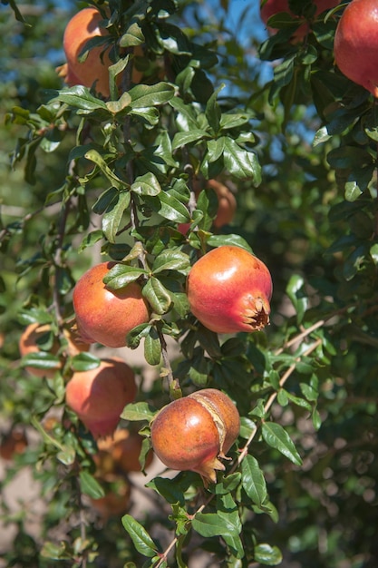 Melograno sull'albero maturo