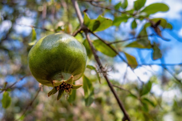 Melograno verde con copyspace