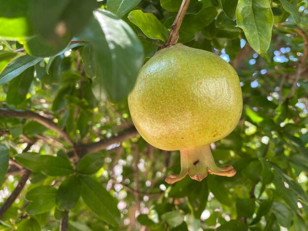 Melograno verde sull'albero sotto il sole splendente