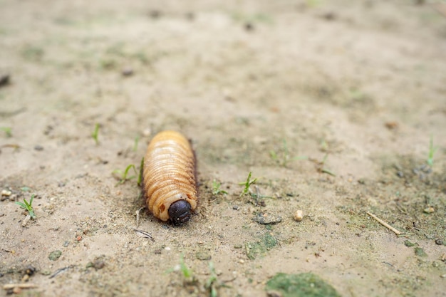 Melolonthinae Scarabeo Gigante Scarabeo O Scarabaeidae Larva Di MayBug Che Striscia Sul Terreno