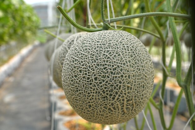 Melon Farm