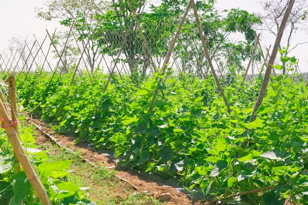 Melone cantalupo