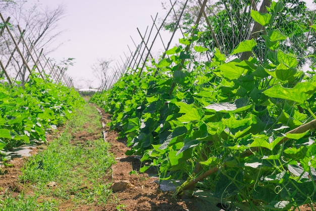 Melone cantalupo