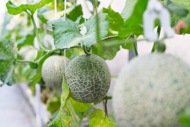 Melone fresco che cresce sull'albero in serra