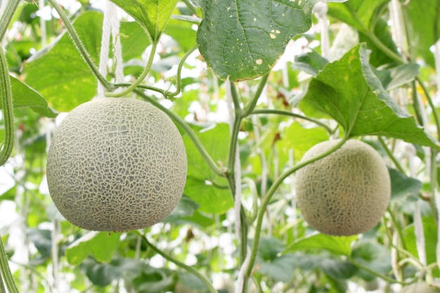 Melone fresco sull&#39;albero