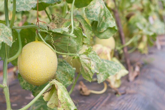 Melone fresco sulla pianta nell&#39;azienda agricola del melone.