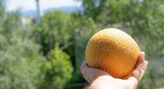 Melone in una mano su una natura