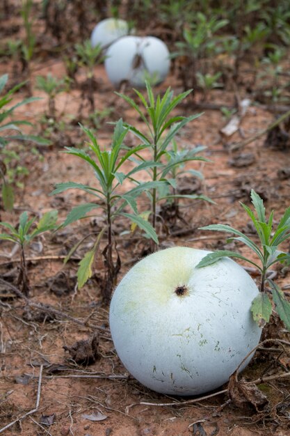 Melone invernale a terra in Thailandia biologico azienda agricola fresca