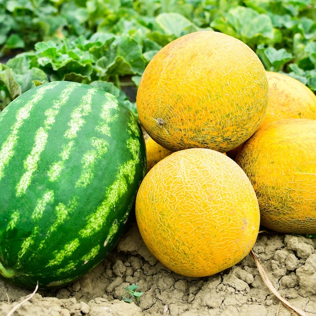 Melone maturo e melone d'acqua il nuovo raccolto