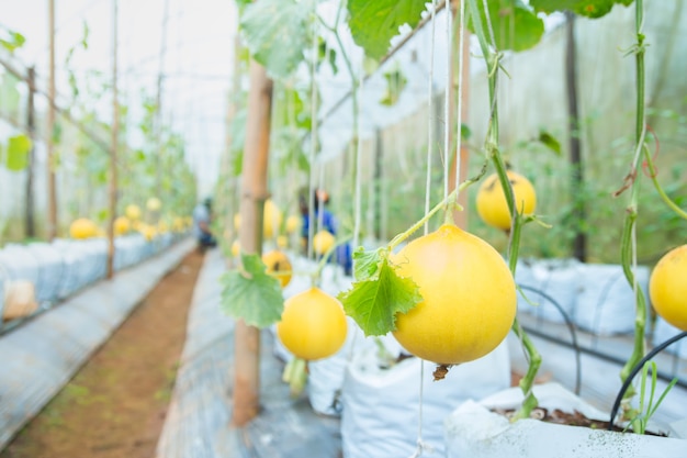 Melone, meloni cantalupo che crescono in una serra supportata da reti di melone a corda, il melone giallo nella fattoria in Thailandia
