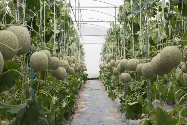 Melone nel giardino di casa senza pesticidi.