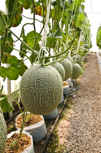 Melone prodotti biologici dalla fattoria.