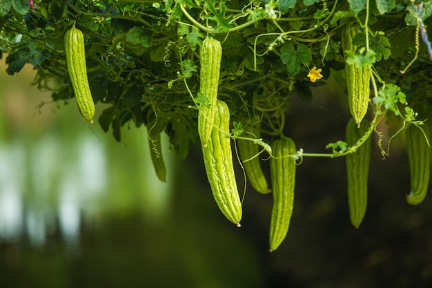 melone verde amaro gourdbitter con forte fusione