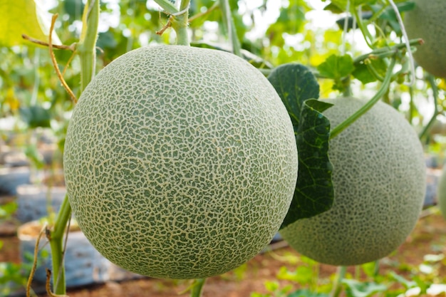 Melone verde giapponese