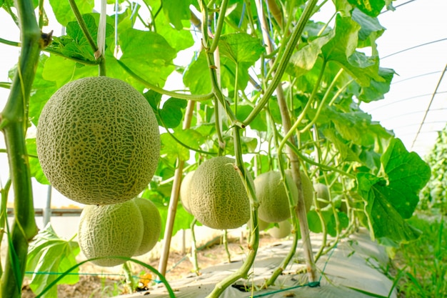 Meloni cantalupo che crescono in serra sostenute da reti di meloni a spago.