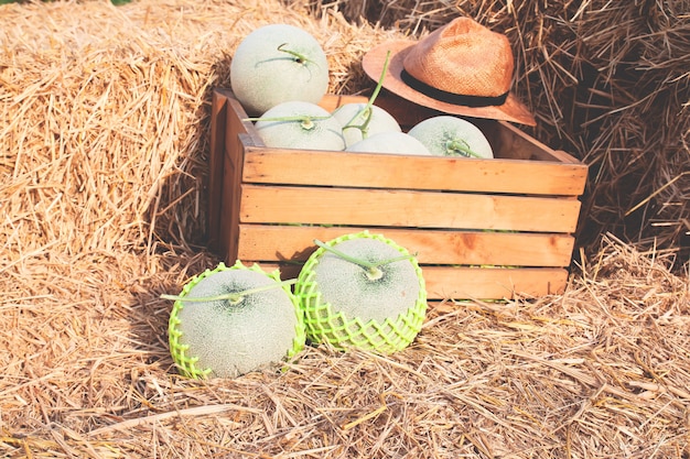 Meloni freschi in fattoria biologica. Concetto sano agricoltura