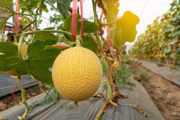 Meloni organici gialli frutta o cantalupo nella serra della pianta dell'azienda agricola dei meloni