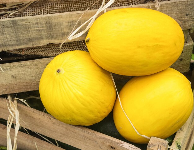 Meloni organici gialli maturi in una scatola di legno sul mercato