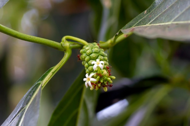 Mengkudu giovane frutto Noni Morinda citrifolia chiamato anche frutto della fame con formiche rosse