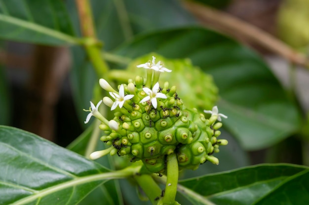 Mengkudu Noni frutta Morinda citrifolia fiori chiamato anche un frutto da fame